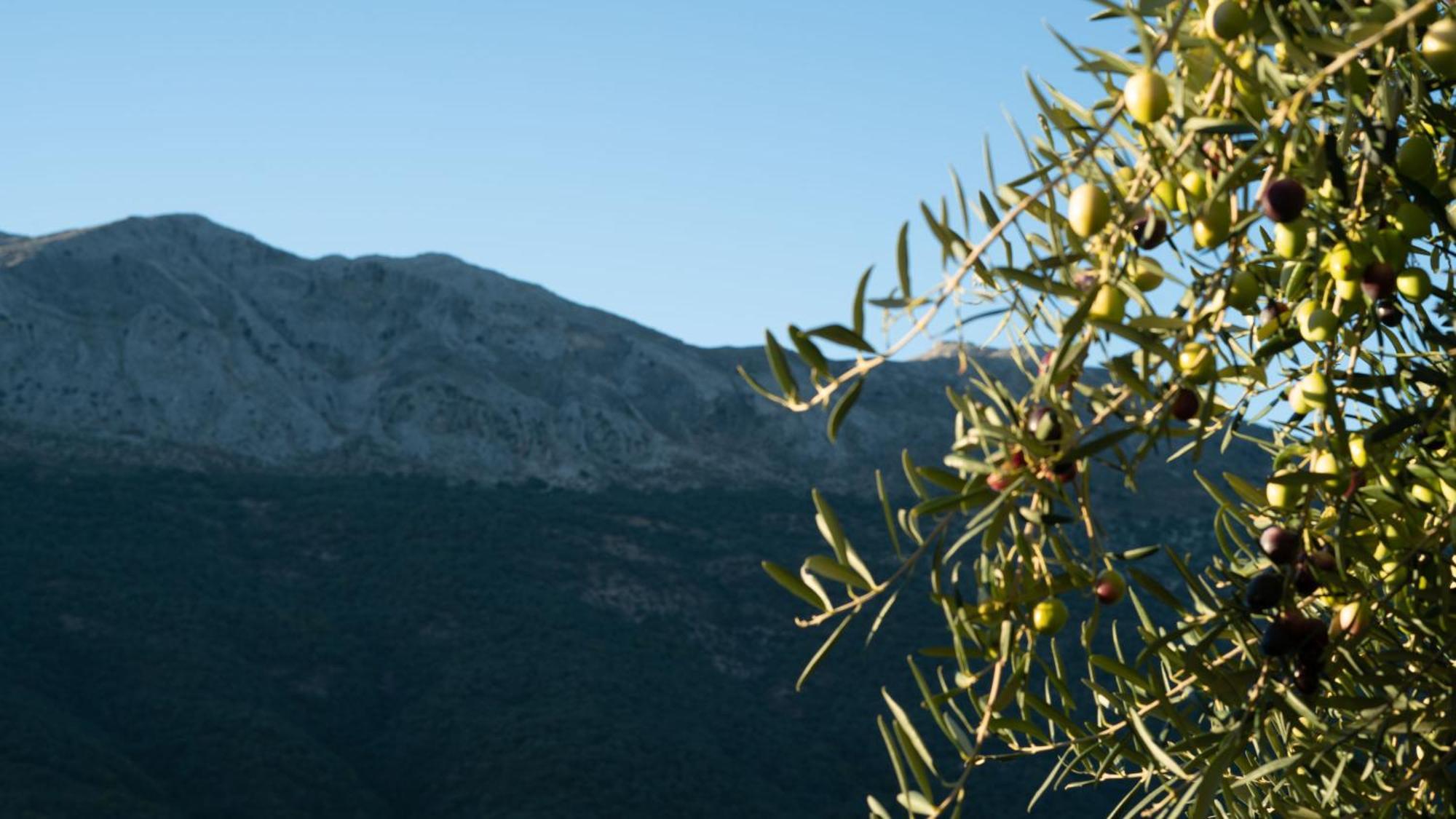 Vila El Higueron Jimera de Líbar Exteriér fotografie