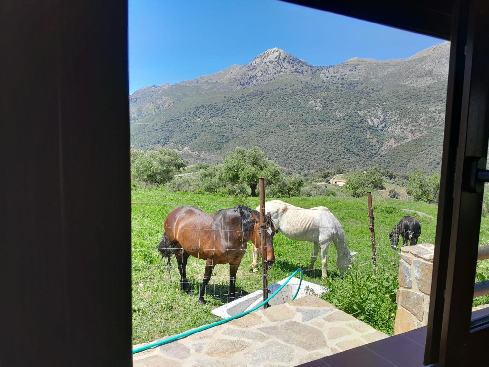 Vila El Higueron Jimera de Líbar Exteriér fotografie